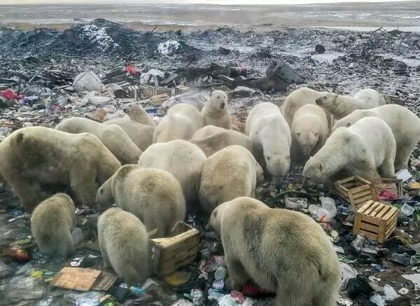 polar bears feed on garbage
