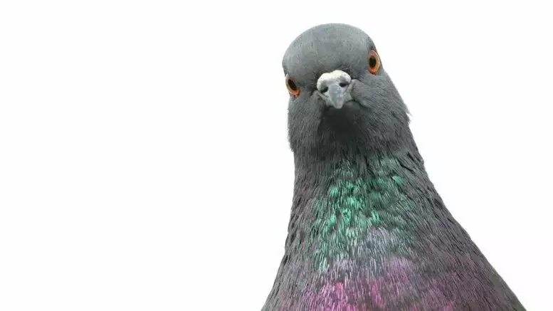 How some bra-wearing pigeons saved thousands of lives during WWII