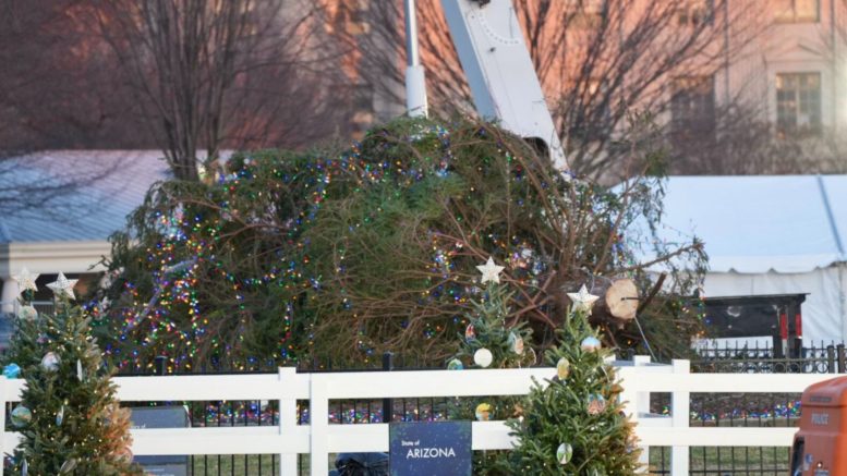 National Christmas Tree at White House toppled by gusty winds in Washington