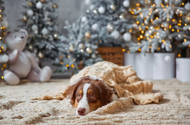 A vet explains how to keep dogs safe from respiratory illness outbreak during the holidays
