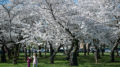 Peak bloom dates for DC’s famed cherry blossoms announced