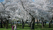 Peak bloom dates for DC’s famed cherry blossoms announced